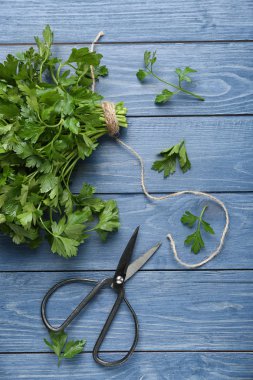 Renk ahşap arka plan için makaslar ile taze aromatik maydanoz