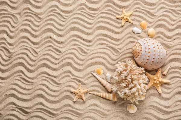 Olika Snäckskal Och Starfishes Sand — Stockfoto