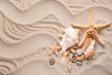 Farklı deniz kabukları ve starfishes kum üzerinde