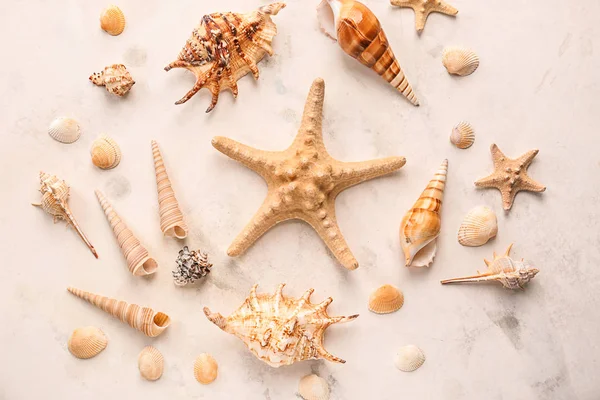 不同的海贝壳与海星在轻的背景 — 图库照片