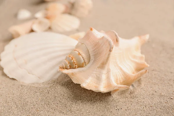 Sea Shells Sand — Stock Photo, Image