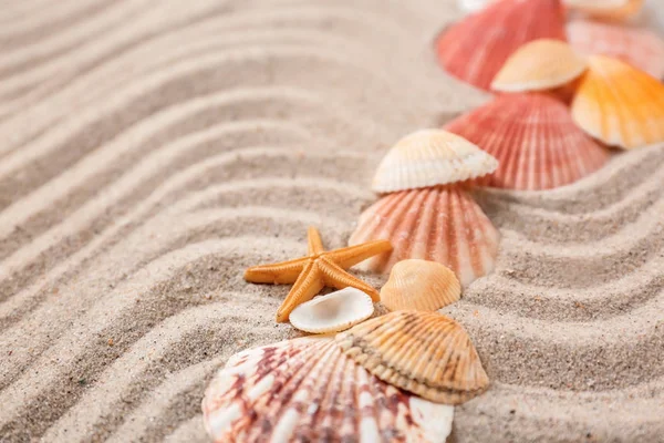 Different Sea Shells Sand — Stock Photo, Image