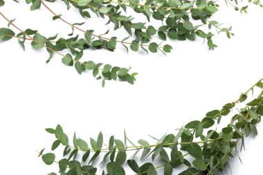 Beyaz arkaplanda yeşil okaliptüs dalları