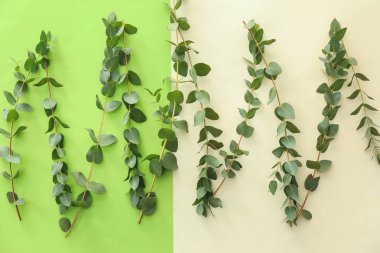 Renk arkaplanına yeşil okaliptüs dalları