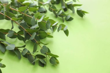 Renk arkaplanına yeşil okaliptüs dalları