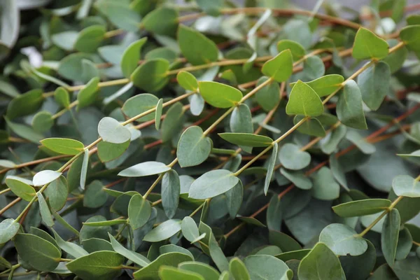 Grön Eucalyptus Grenar Närbild — Stockfoto
