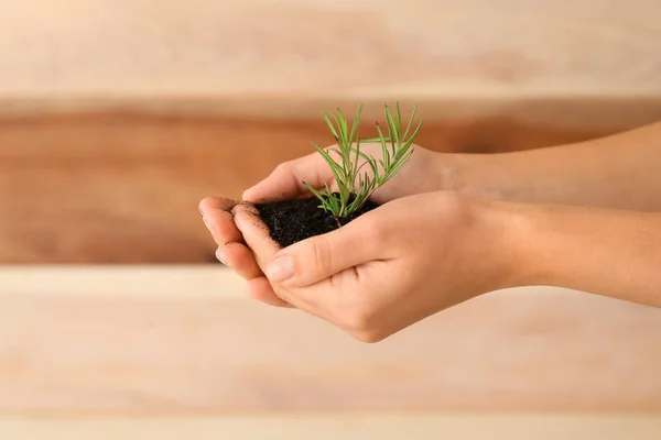 Woman Holding Soil Green Plant Hands Closeup Ecology Concept — Stock Photo, Image