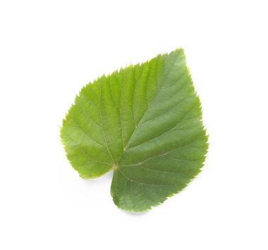 Beyaz arka plan üzerinde renk sonbahar yaprak