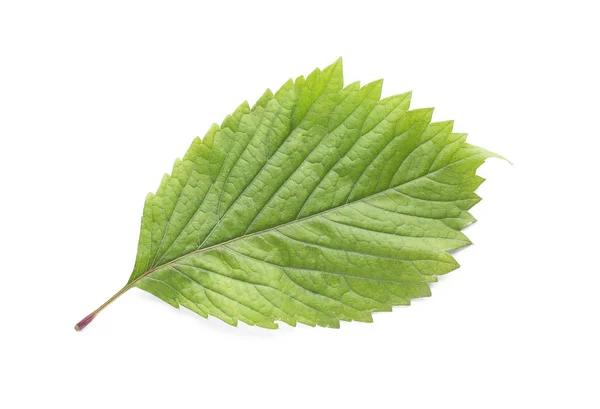 Farbe Herbst Blatt Auf Weißem Hintergrund — Stockfoto