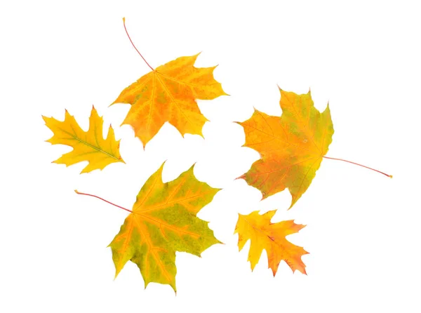 Schöne Herbstblätter Auf Weißem Hintergrund — Stockfoto