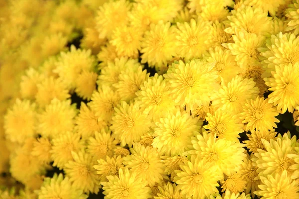 Tal Van Prachtige Bloemen — Stockfoto