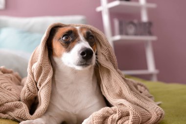 Yatak yumuşak ekose altında yalan şirin komik köpek