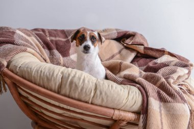 Şezlong üzerinde dinlenme şirin komik köpek