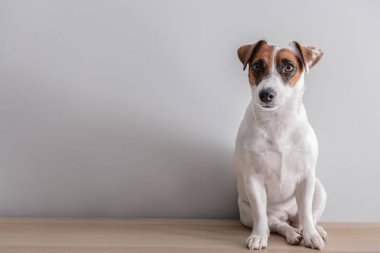 Beyaz duvarının yakınında şirin komik köpek