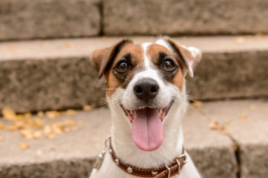 Açık havada şirin komik köpek