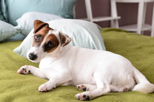 Cão Engraçado Bonito Cama Casa — Fotografia de Stock