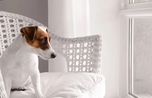 Cão Engraçado Bonito Poltrona Casa — Fotografia de Stock