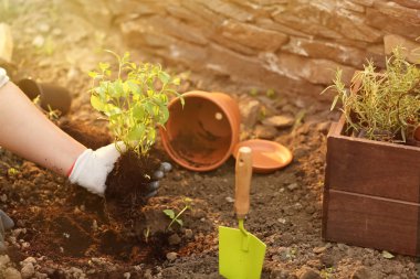 Taze nane açık havada repotting kadın