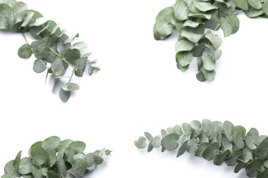 Beyaz arkaplanda yeşil okaliptüs dalları