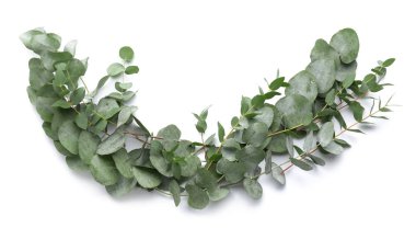 Beyaz arkaplanda yeşil okaliptüs dalları