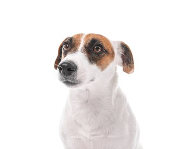 Beyaz arka planda sevimli komik bir köpek.