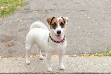 Açık havada şirin komik köpek