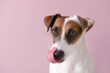 Renkli sevimli bir köpek.