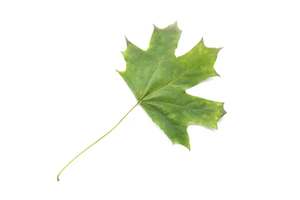 Color Hoja Otoño Sobre Fondo Blanco — Foto de Stock