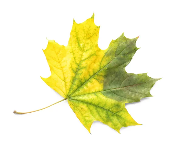Color Autumn Leaf White Background — Stock Photo, Image