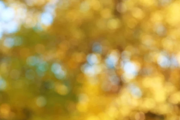 Blurred View Tree Sunny Autumn Day — Stock Photo, Image