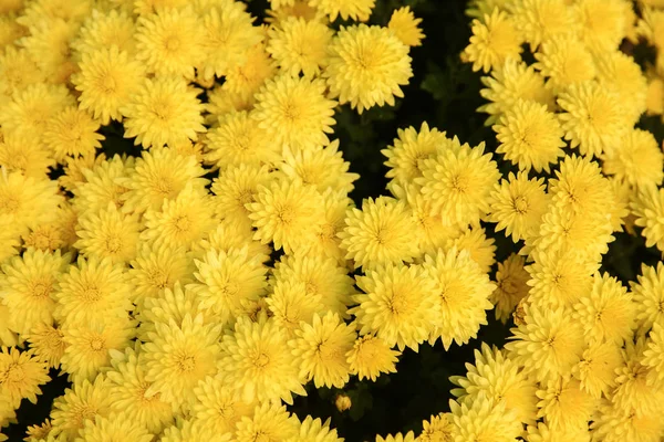 Plenty Beautiful Flowers — Stock Photo, Image