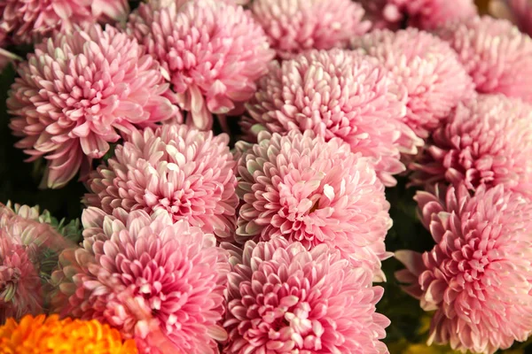 Plenty Beautiful Flowers Closeup — Stock Photo, Image