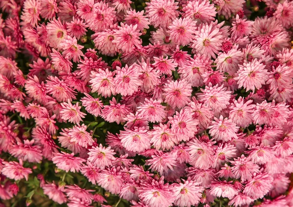 Plenty Beautiful Flowers — Stock Photo, Image