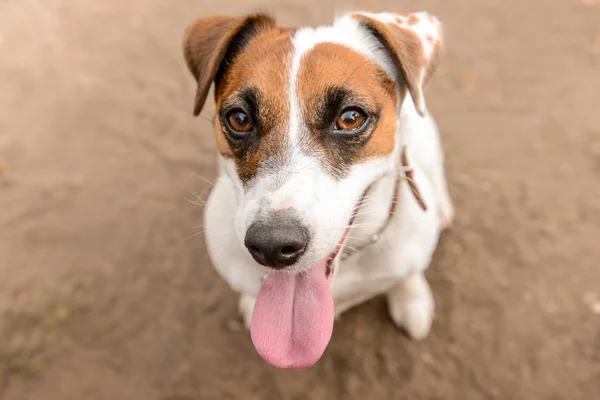 Cute Funny Dog Outdoors — Stock Photo, Image