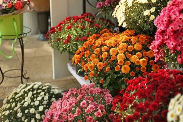 Krukor Med Vacker Krysantemum Blommor — Stockfoto