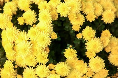 Çok güzel çiçekler