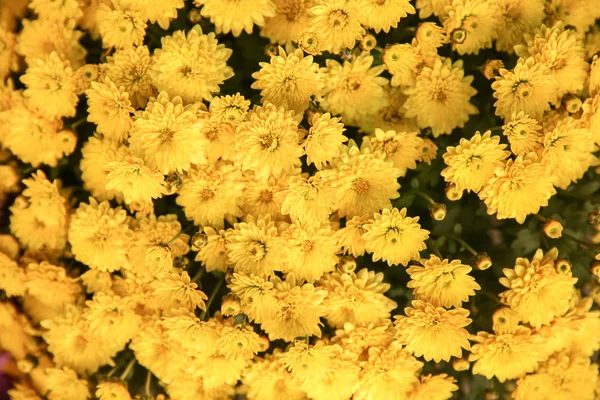 Plenty Beautiful Flowers — Stock Photo, Image