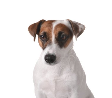 Beyaz arka planda sevimli komik bir köpek.