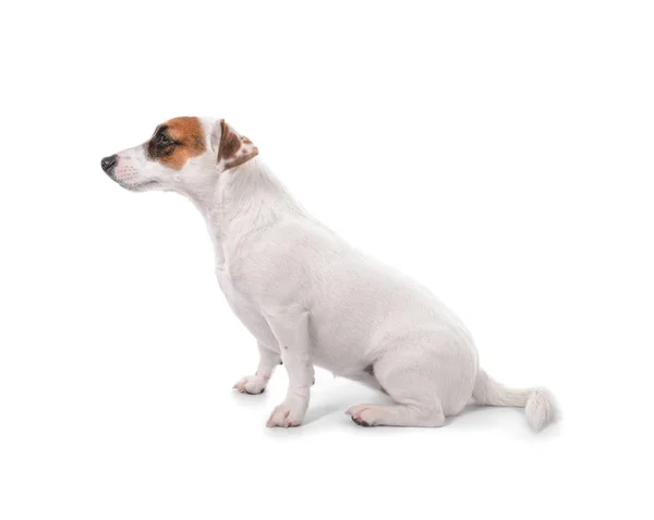 Leuke Grappige Hond Witte Achtergrond — Stockfoto