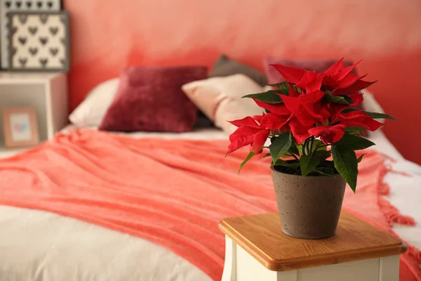 Χριστουγεννιάτικο Λουλούδι Αλεξανδρινό Ξύλινο Σκαμνί Στο Υπνοδωμάτιο — Φωτογραφία Αρχείου