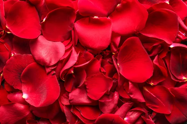 Many Red Rose Petals Background — Stock Photo, Image