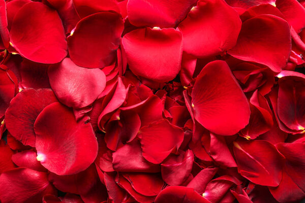 Many red rose petals as background