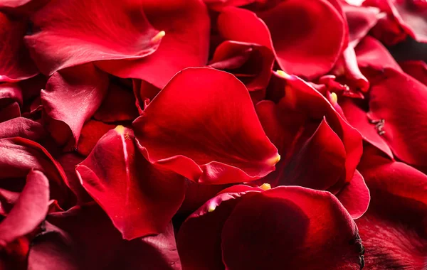 Many Red Rose Petals Closeup — Stock Photo, Image