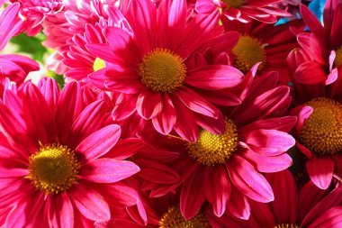 Bir sürü güzel kasımpatı çiçeği