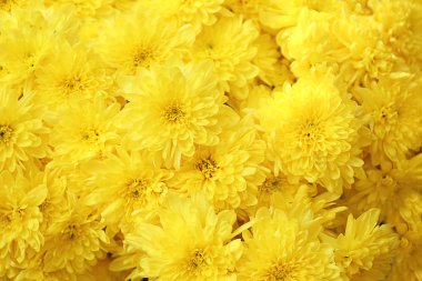 Bir sürü güzel kasımpatı çiçeği