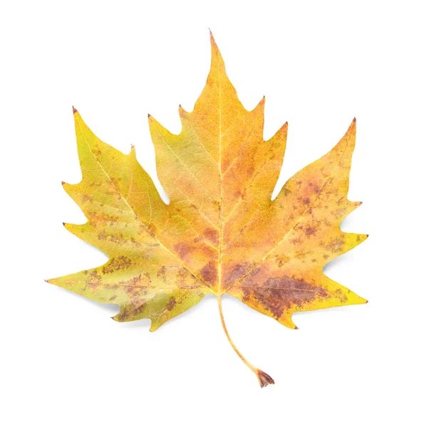 Kolor Jesienny Liść Białym Tle — Zdjęcie stockowe