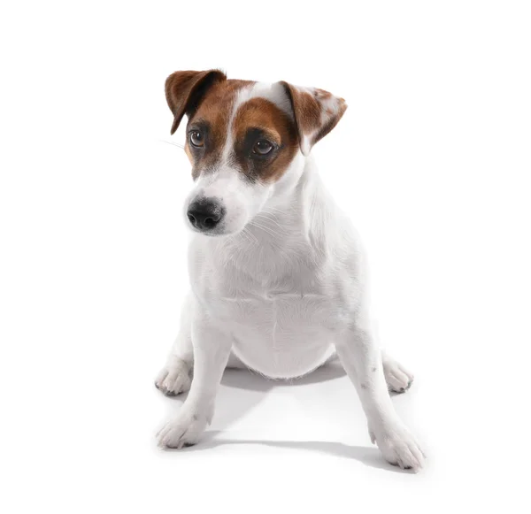 Lindo Perro Divertido Sobre Fondo Blanco — Foto de Stock