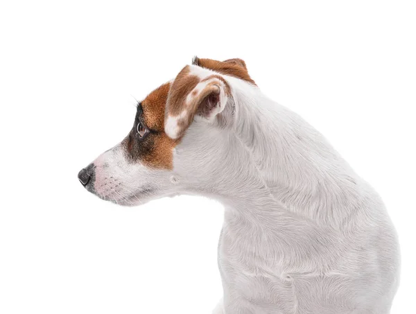 Cão Engraçado Bonito Fundo Branco — Fotografia de Stock