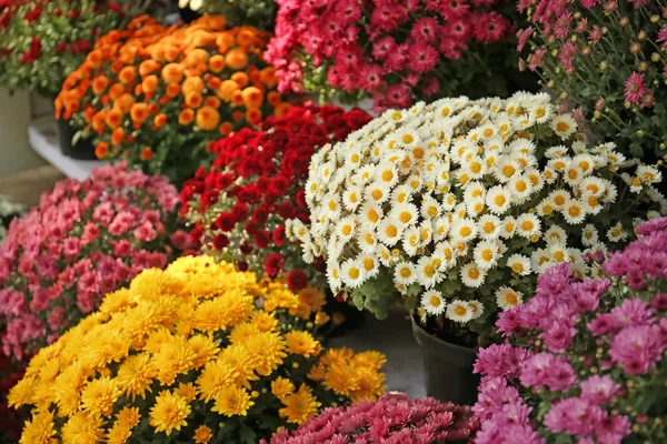 Krukor Med Vacker Krysantemum Blommor — Stockfoto