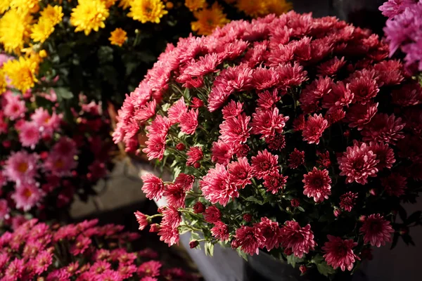 Panelas Com Belas Flores Crisântemo — Fotografia de Stock